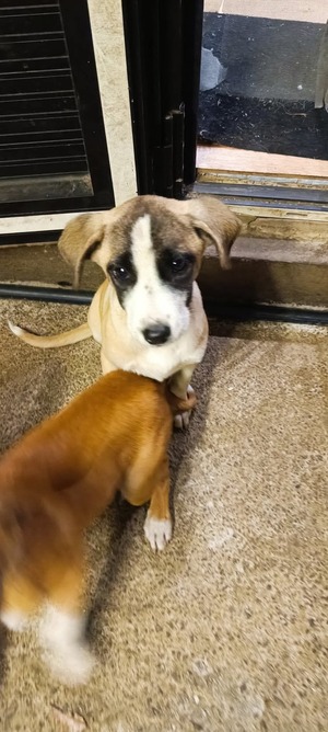 Adopter Badka