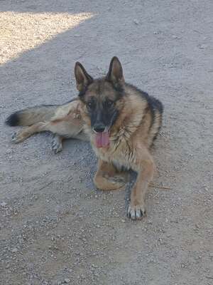 Adopter Ben