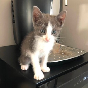 Adopter BOUNTY**
