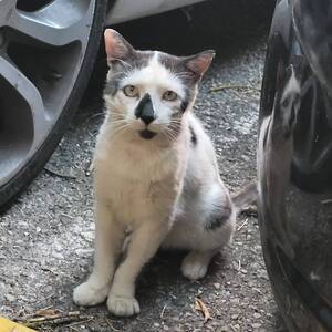 Adopter Nuage