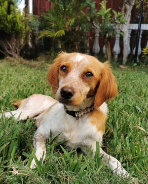 Adopter Poupette