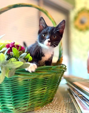 Adopter Betty