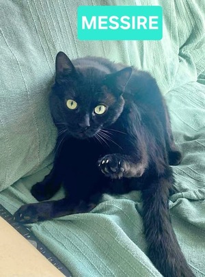 Adopter MESSIRE