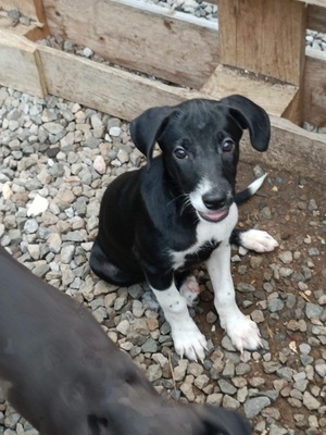 Adopter Frimousse