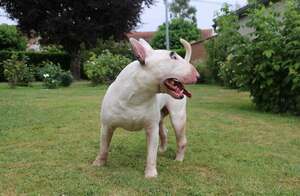 Adopter Hugo