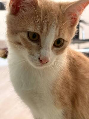 Adopter Bowie