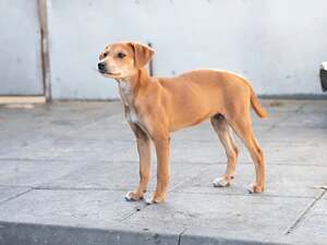 Adopter Jilina