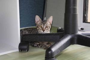 Adopter Banjo
