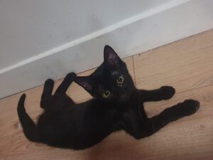 Adopter June