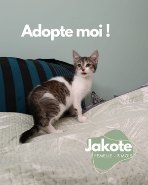 Adopter Jakote