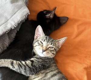 Adopter BLAKE ET BILLIE 