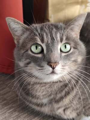 Adopter Ohana