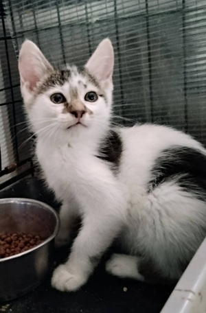 Adopter Truffo 