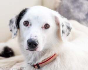 Adopter Elfe