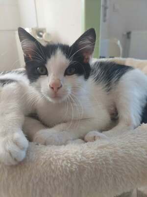 Adopter Byron