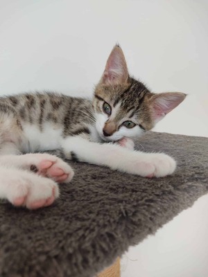 Adopter Blouma