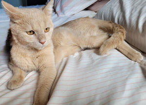 Adopter Cina