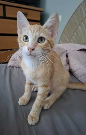Adopter BILLY