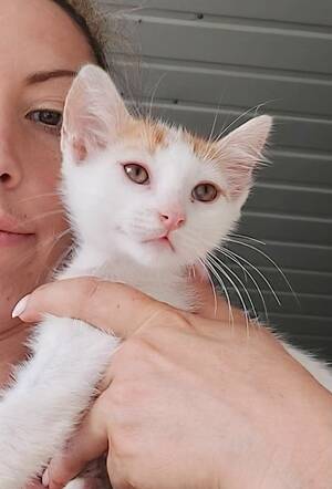 Adopter NINA