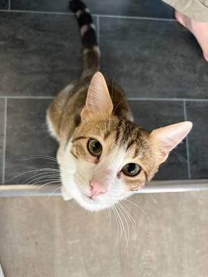Adopter Pistache