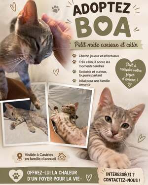 Adopter Boa