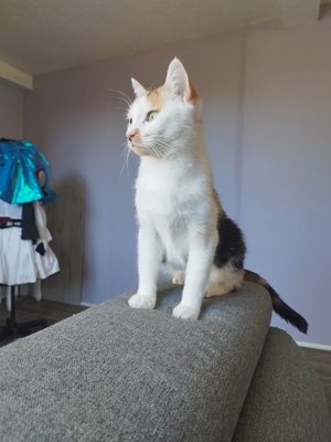 Adopter Nynæve