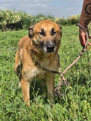 Adopter Bruno