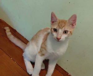 Adopter Pierro