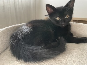 Adopter BETSI