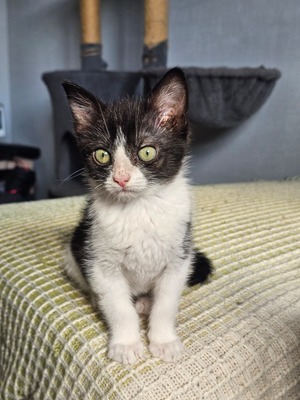 Adopter Alta