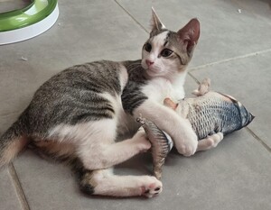Adopter Bentley