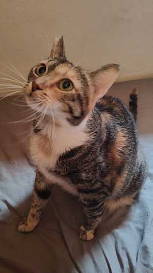 Adopter Hannah