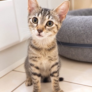 Adopter Fleurette