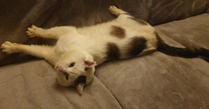 Adopter Chouchou
