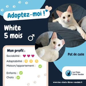Adopter White