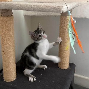 Adopter FERDINAND