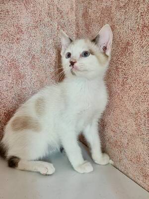 Adopter Peter 