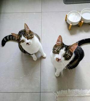 Adopter Iris et hermes