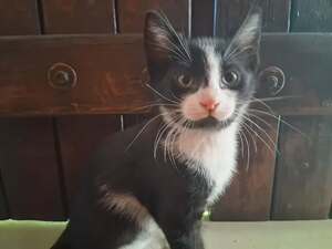 Adopter Buddy