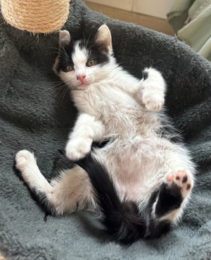 Adopter Moustic
