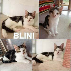 Adopter BLINI