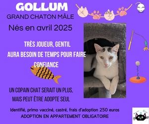 Adopter Gollum