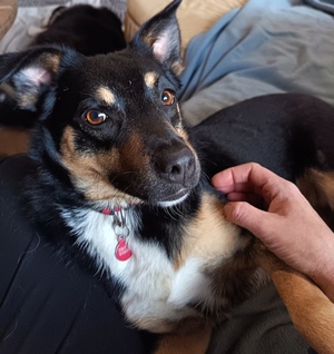 Adopter Kelina