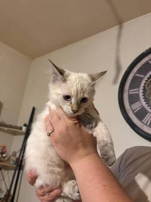 Adopter Plume