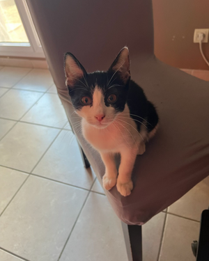 Adopter Felixia