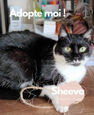 Adopter Sheeva