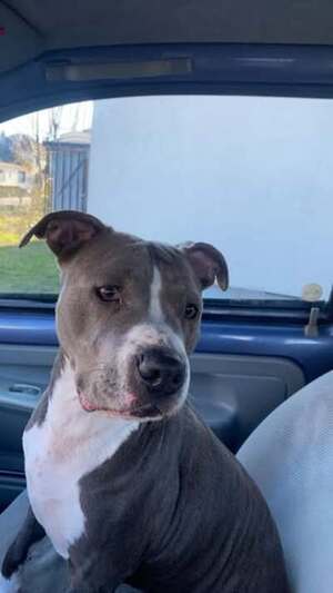 Adopter Kira