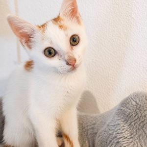 Adopter Blanko