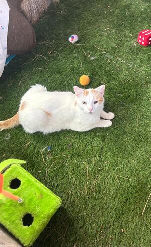 Adopter Chilin