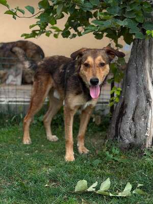 Adopter Kaito